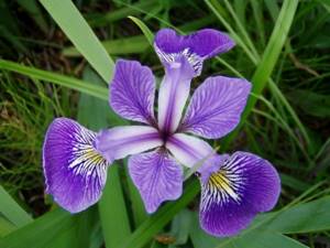 Iris perennial