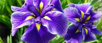 Irises (60 photos): types and features of care