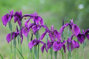 Irises photo