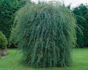 willow pendula