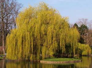 Yellow weeping willow