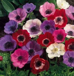 Graceful anemone De Caen with bright colors and amazing aroma
