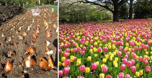 how to plant tulips beautifully Design