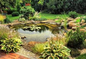 How to improve a pond at your dacha. Choosing the style and size of an artificial pond 