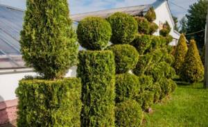 How to trim and shape thuja in spring and autumn: timing and diagram