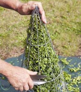 How to trim and shape thuja in spring and autumn: timing and diagram