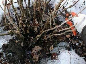 How to prune bushes in autumn