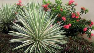 how to replant yucca at home
