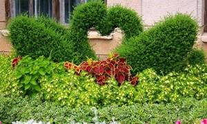 How to trim bushes in the shape of a ball