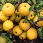 How to plant quince: useful tips