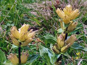 How to plant and care for gentian