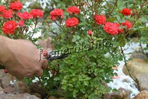 How to prune park and home roses correctly