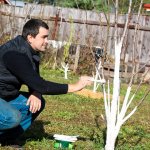 How to whitewash trees and shrubs in the garden