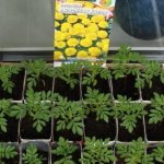 How to properly plant marigold seedlings at home step by step