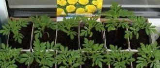 How to properly plant marigold seedlings at home step by step