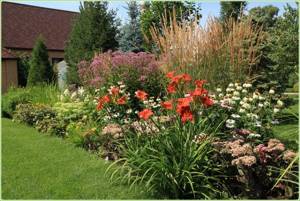 how to plant daylilies correctly