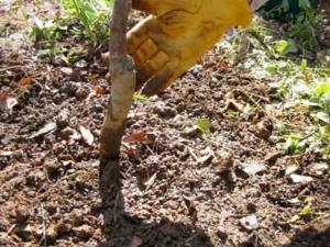 How to plant an apple tree in spring step by step