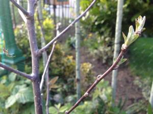 How to graft apple trees video