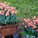 Как провести посадку тюльпанов весной, чтобы они успели зацвести