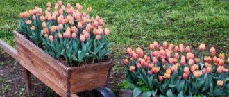 How to plant tulips in the spring so that they have time to bloom