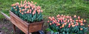How to plant tulips in the spring so that they have time to bloom