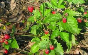 how to plant remontant strawberries