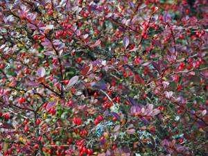 How to plant and care for Thunberg barberry