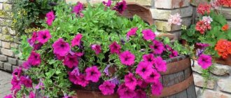 How to make a flowerbed from a barrel: instructions, amazing flower bed ideas