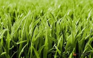 Как сеять газонную траву