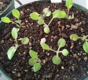 How to sow night violet photo of seedlings in a pot