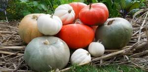 How to harvest and store pumpkin photo