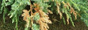 How to save burnt conifers