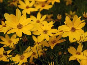 How to care for coreopsis