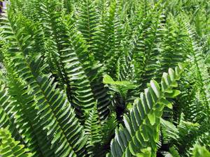 How to grow nephrolepis fern