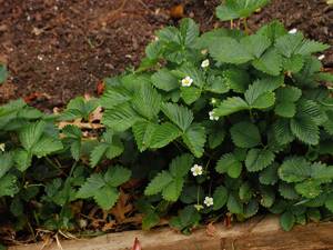 How to grow strawberry seedlings