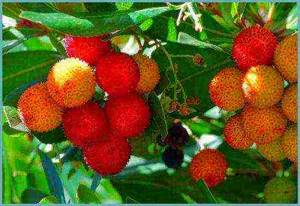 how to grow strawberry tree at home