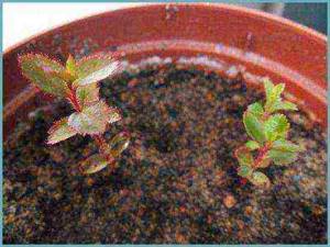 how to grow strawberry tree at home