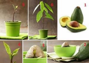 how to grow an avocado from a seed at home in a pot step by step photo