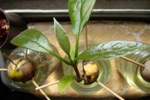 how to grow avocado from seed at home