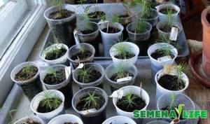 Как вырастить ель из семян пошаговая инструкция для садоводов