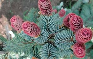 How to grow spruce from seeds - step-by-step instructions for gardeners