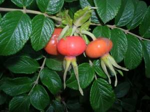 How to grow Oval rosehip in a summer cottage