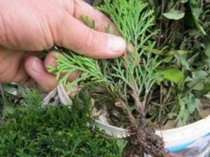 How to grow thuja from cuttings at home. How thuja reproduces at home 03 