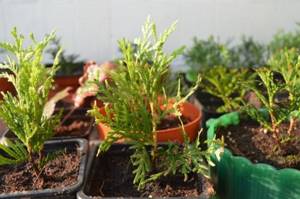 How to grow thuja from cuttings at home. How thuja propagates at home 04 