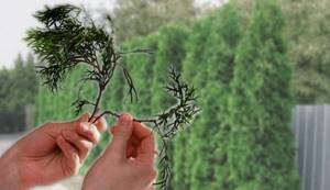 How to grow thuja from cuttings at home. How thuja propagates at home 05 