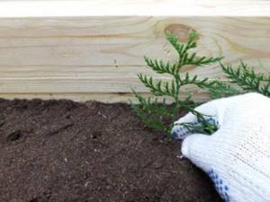 How to grow thuja from cuttings at home. How thuja reproduces at home 07 