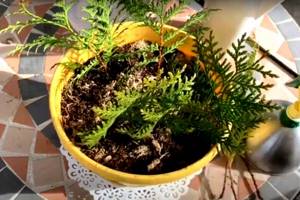 how to grow thuja from a twig photo