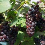 How to grow grapes in the country - a few secrets