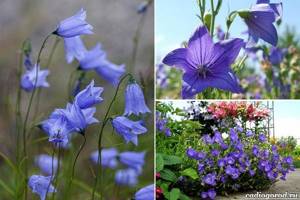 What-flowers-to-plant-at-the-dacha-10