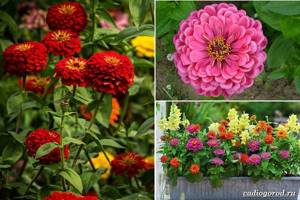 What-flowers-to-plant-at-the-dacha-17